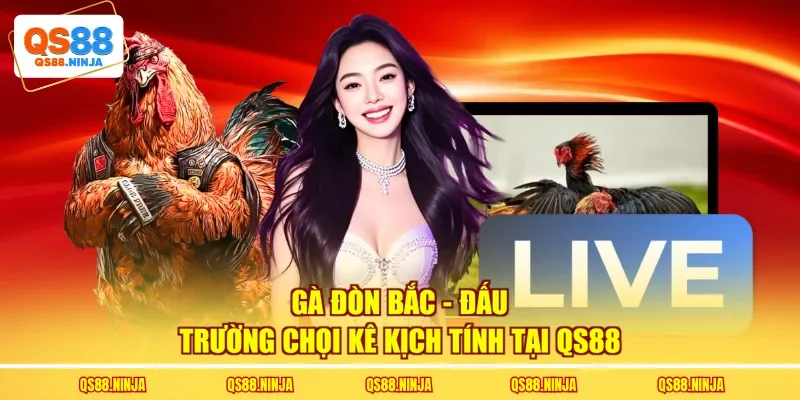 Gà Đòn Bắc - Đấu Trường Chọi Kê Kịch Tính Tại QS88